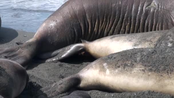 Kärlek spel för fortsättning av familjen tätningar på stranden i Falklandsöarna. — Stockvideo