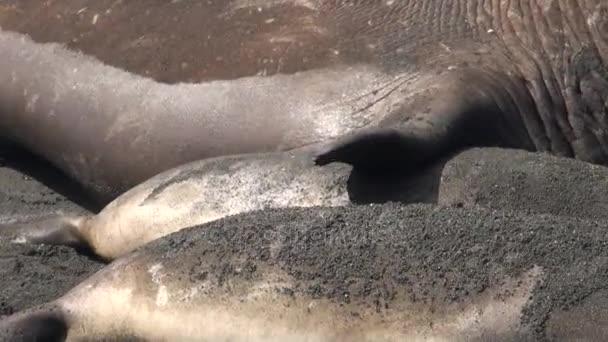 Liefde spelletjes voor voortzetting van de familie zeehonden op het strand van de Falklandeilanden. — Stockvideo