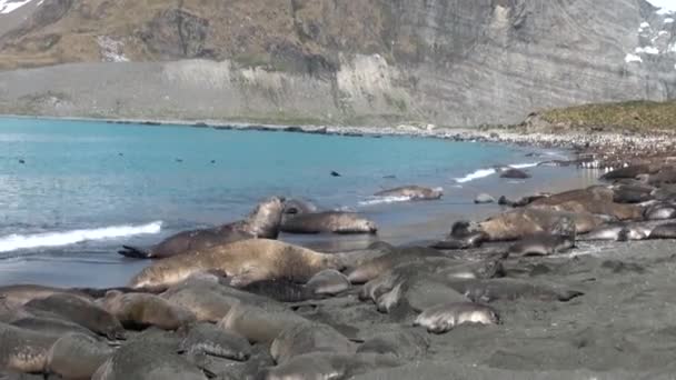 群海豹在南极洲福克兰群岛海滩上. — 图库视频影像