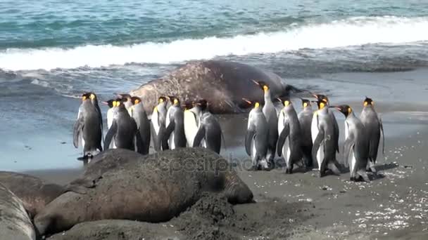 Grupp av kung pingviner på bakgrund av sälar på stranden i Falklandsöarna — Stockvideo