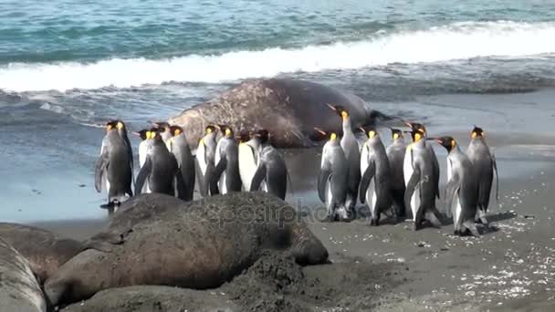 Grupa król pingwiny na tle uszczelnień na plaży z Wysp Falklandzkich — Wideo stockowe