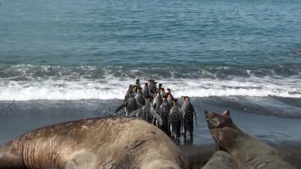 Groupe de manchots royaux sur fond de phoques sur la plage des îles Malouines — Video