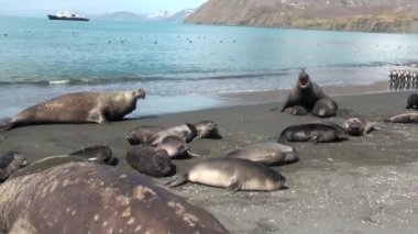 Mühürler aileler sahilde arka plan üzerinde gemi Falkland Adaları Antarktika.