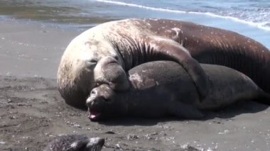 Falkland Adaları Antarktika'nın plajda mühürler kadın ve erkek grup.