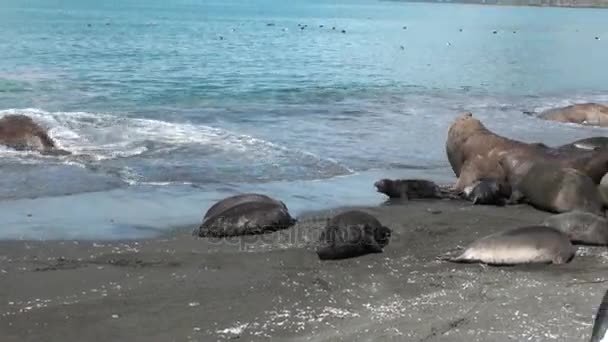 企鹅在福克兰群岛海岸线上走近一群海豹. — 图库视频影像