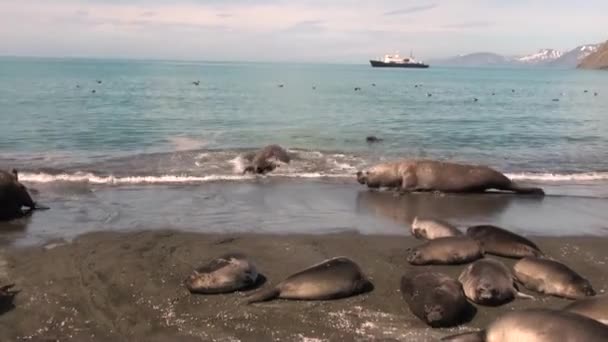 Seals families on beach on background of the ship Falkland Islands Antarctica. — Stock Video