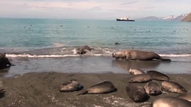 Förseglar familjer på stranden på bakgrund av fartyget Falklandsöarna Antarktis. — Stockvideo