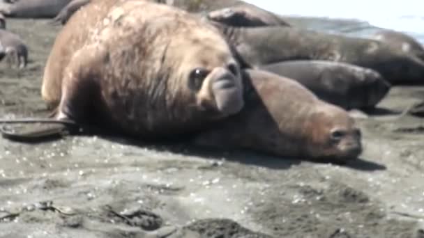 Grupp av sälar kvinnliga och manliga på stranden i Falklandsöarna — Stockvideo