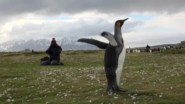 Девушка фотографирует пингвинов на фоне снежных гор в Антарктиде . — стоковое видео