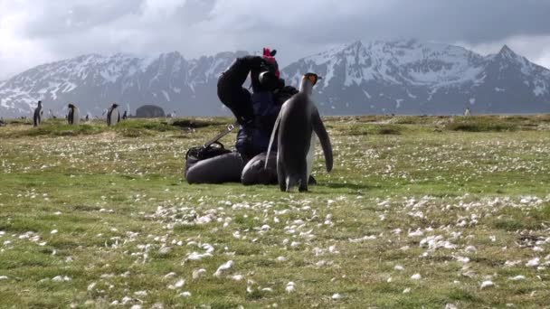Flicka fotografier kung pingviner på bakgrund av snö berg i Antarktis. — Stockvideo