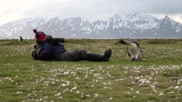 Mädchen fotografiert Königspinguine vor dem Hintergrund von Schneebergen in der Antarktis. — Stockvideo