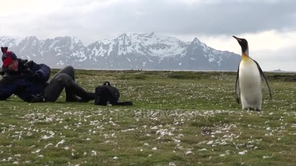 Ragazza fotografie re pinguini sullo sfondo di montagne di neve in Antartide . — Video Stock