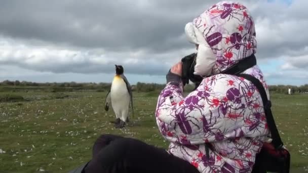 Girl photographs king penguins on background of snow mountains in Antarctica. — Stock Video