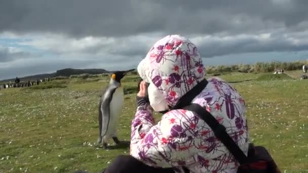 Дівчина фотографії, король пінгвіни на тлі гір снігу в Антарктиці. — стокове відео