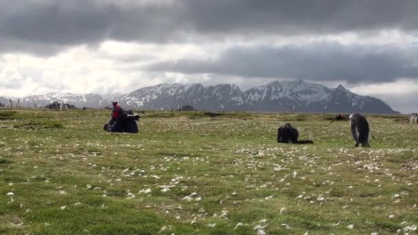 Fille photographies roi pingouins sur fond de montagnes de neige en Antarctique . — Video