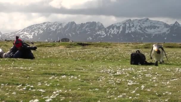 Meisje foto's koning pinguïns op achtergrond van sneeuw bergen in Antarctica. — Stockvideo