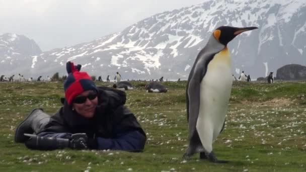 Girl photographs king penguins on background of snow mountains in Antarctica. — Stock Video