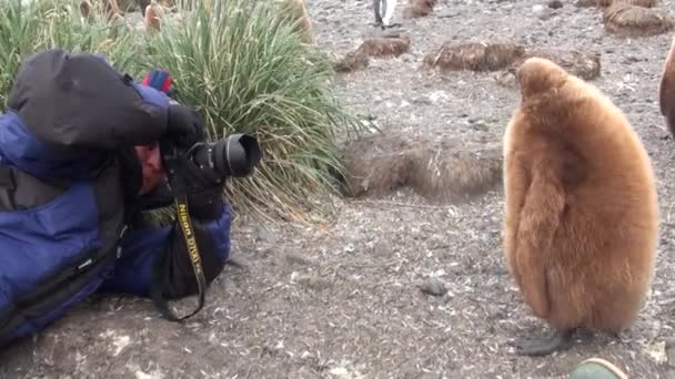 Chica fotografías rey pingüinos en el fondo de las montañas de nieve en la Antártida . — Vídeos de Stock