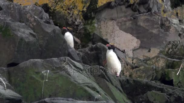 Імперська пінгвінів стрибок на скелястому океану узбережжі з Фолклендські острови в Антарктиді. — стокове відео