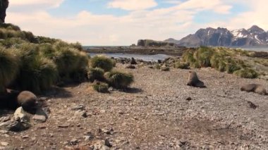 Mühürler karlı dağlar sahil Falkland Adaları Antarktika arka plan üzerinde.