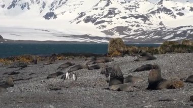 Kral penguenler ve foklar karlı dağlar Antarktika arka plan üzerinde.