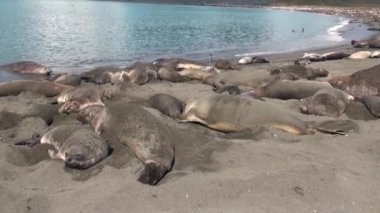 Mühürler Falkland Adaları Antarktika'nın sahil şeridi üzerinde kum strews.