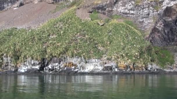 Panorama verde de montaña en la costa de las Islas Malvinas Antártida . — Vídeo de stock