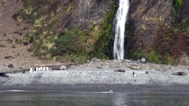 Вода водопада на скалистом побережье и в горах Фолклендских островов . — стоковое видео