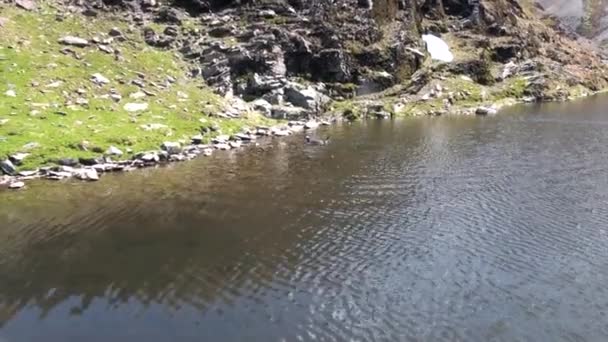 Pingüinos imperiales en la costa oceánica de las Islas Malvinas en la Antártida . — Vídeos de Stock