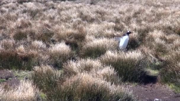 Pingüinos rey sobre el fondo de hierba amarilla en la costa en la Antártida . — Vídeos de Stock