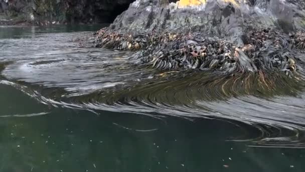 Зелені водорості на узбережжі Фолклендські острови. — стокове відео