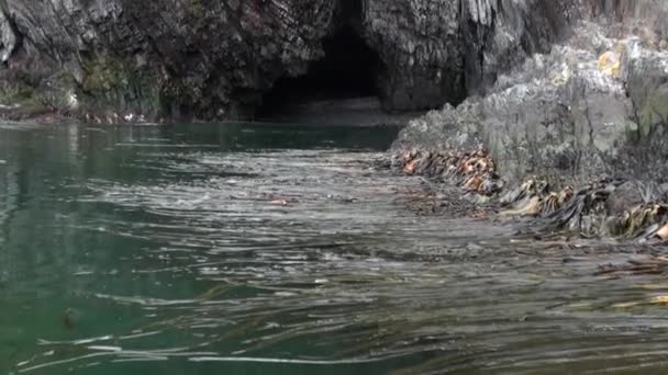 Alghe verdi sulla costa delle Isole Falkland . — Video Stock