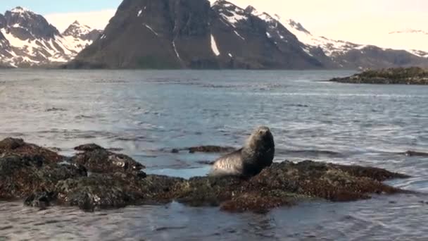 Seals on background of snowy mountains on coastline in Antarctica. — Stock Video