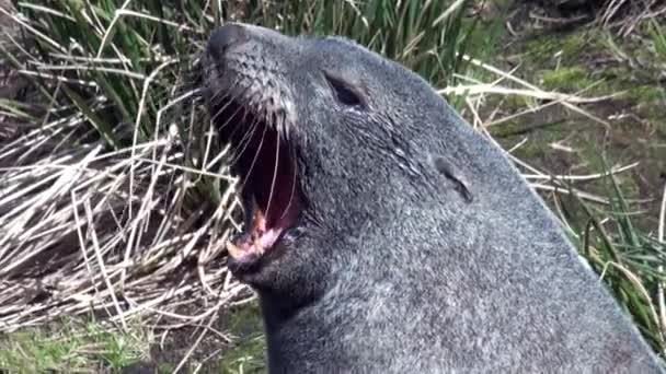 Robben gähnt in der Sonne im grünen Gras auf den Falklandinseln der Antarktis. — Stockvideo