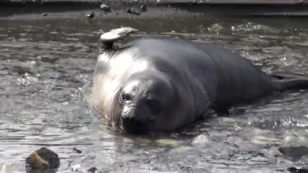 Focas en arroyo río de montaña en la costa de las Islas Malvinas Antártida . — Vídeos de Stock