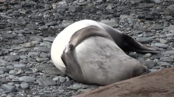 Seals scratching flipper paddle on coast of Falkland Islands Antarctica . — Video