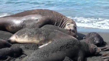 Mühürler Haritayı sevgi şefkat konuda Falkland Adaları Antarktika'nın sahil şeridi üzerinde.