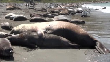 Mühürler Haritayı sevgi şefkat konuda Falkland Adaları Antarktika'nın sahil şeridi üzerinde.