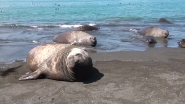 Grup mühürler kadın ve erkek üzerinde plaj Falkland Adaları Antarktika.