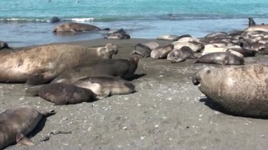 Mühürler ve penguenler kıyı şeridi Falkland Adaları Antarktika arka plan üzerinde.