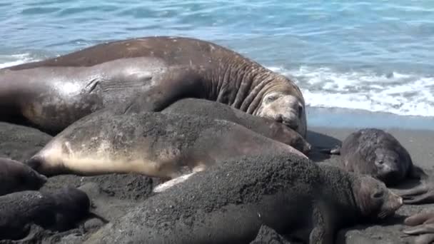 Seals show love tenderness regard on coastline of Falkland Islands Antarctica. — Stock Video