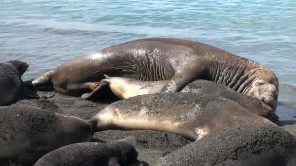 Zeehonden de inachtneming van de tederheid van de liefde van de Toon op kustlijn van Falklandeilanden Antarctica. — Stockvideo