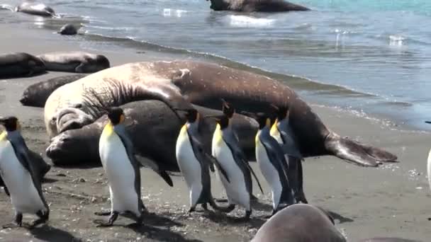Sälar Visa kärlek ömhet avseende och pingviner på Falklandsöarna Antarktis. — Stockvideo