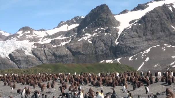 Pingviner på bakgrund av snötäckta bergen i Falklandsöarna i Antarktis. — Stockvideo