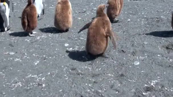 Jovens pinguins-rei correm alegremente perto de pessoas na costa das Ilhas Malvinas . — Vídeo de Stock