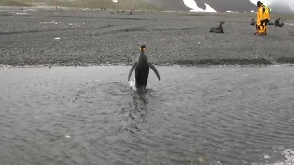 Pessoas perto de focas e pinguins na montanha de neve das Ilhas Falkland Antártica . — Vídeo de Stock