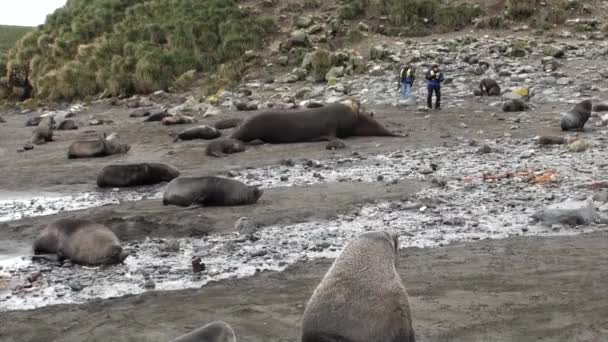 Focas en la costa de las Islas Malvinas Antártida . — Vídeos de Stock