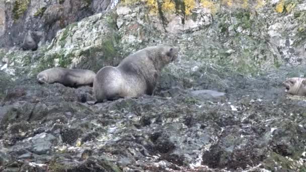 Seals on coastline of Falkland Islands Antarctica. — Stock Video