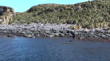Falkland Adaları Antarktika'nın sahil şeridi üzerinde mühürler.