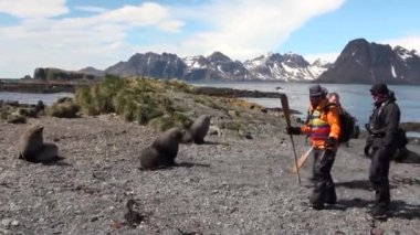 İnsanlar ve mühürler Falkland Adaları Antarktika'nın sahil şeridi üzerinde.